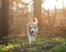 Hoeveel geld kun je verdienen met honden uitlaten